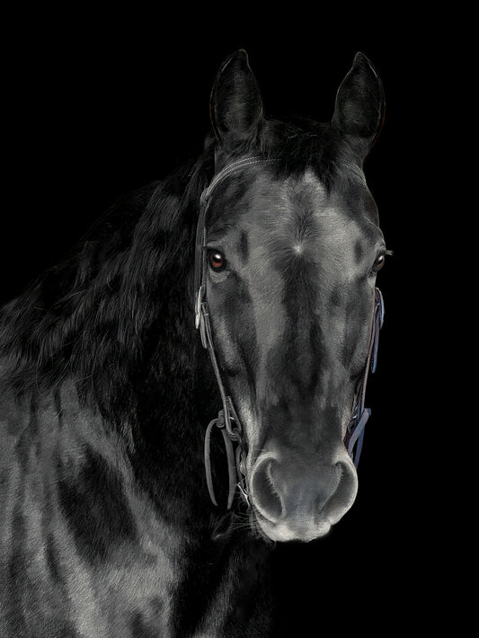 Black portrait of a horse against a black background