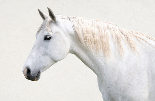 White horse with a light-colored mane on a plain background