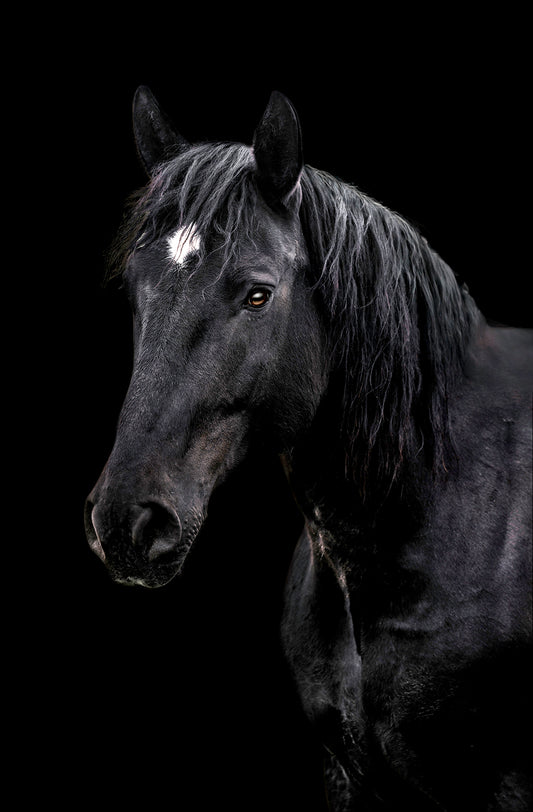 Black horse with a white spot on its face against a black background