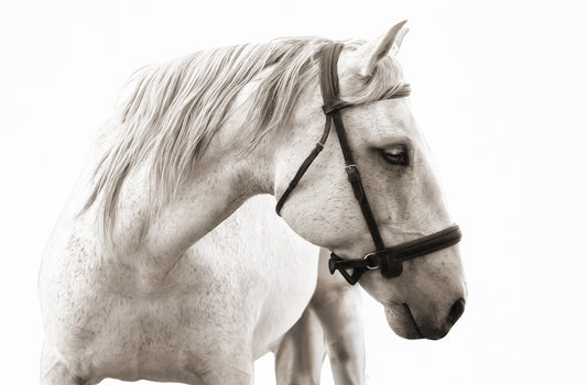 White horse wearing a bridle on a white background