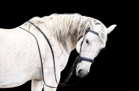 White horse with a bridle on a black background