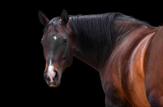 Brown Bay horse on a black background.